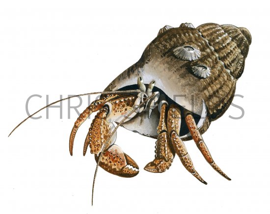 Illustration of Crab (Hermit) Pagurus bernhardus (#0643)