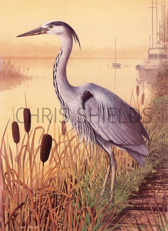 Illustration of Grey Heron  (Ardea cinerea) (#3676)