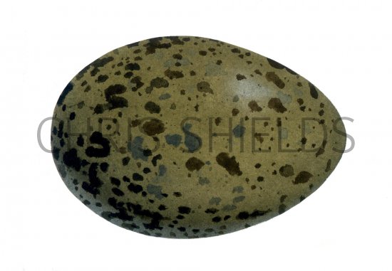 Illustration of Herring Gull egg (Larus argentatus) (#0760)