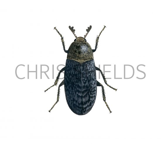 Illustration of Hide Beetle (Dermestes undulatus) (#2959)