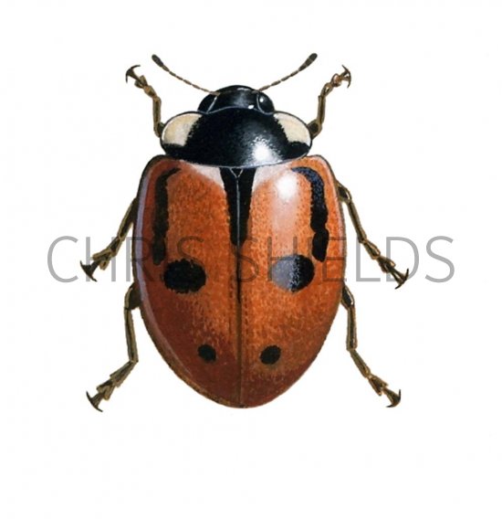 Illustration of Hieroglyphic Ladybird (typica) Coccinella hieroglyphica (#0897)