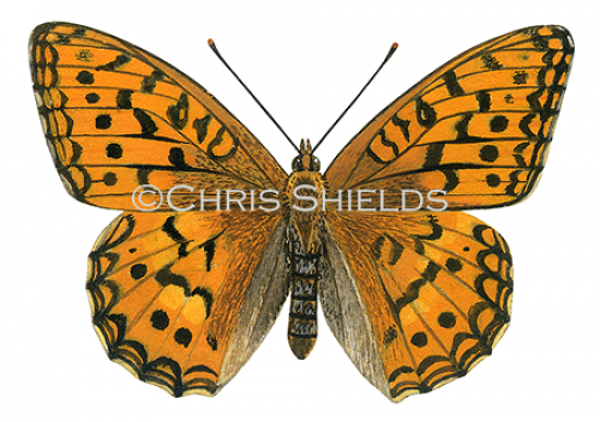 Illustration of High Brown Fritillary (Fabriciana adippe) (#1465)