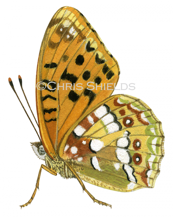 Illustration of High Brown Fritillary (Fabriciana adippe) (#1466)