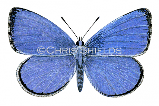 Illustration of Holly Blue (male) Celastrina argiolus (#1381)