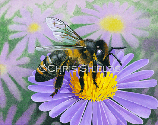 Illustration of Honey Bee (worker) Apis mellifera (#3892)