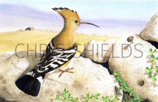 Illustration of Hoopoe (Upupa epops) (#1807)