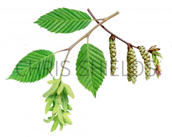 Illustration of Hornbeam (Carpinus betulus) (#4046)