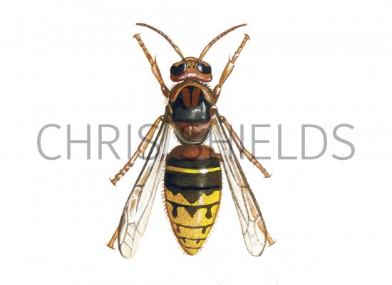 Illustration of Hornet queen (Vespa crabro) (#1111)