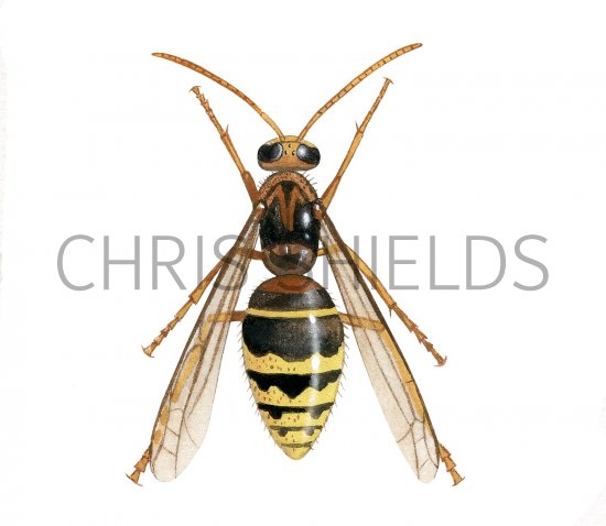 Illustration of Hornet male (Vespa crabro) (#3161)