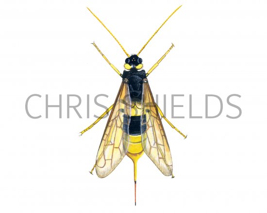 Illustration of Horntail (Uroceras gigas) (#1113)