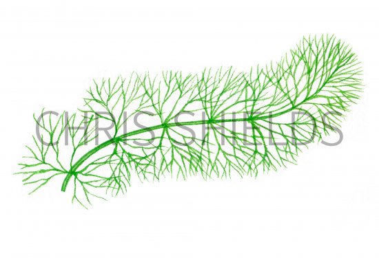 Illustration of Hornwort (Ceratophyllum submersum) (#0955)