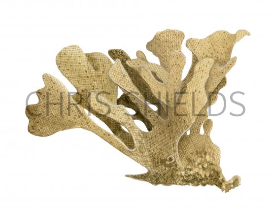 Illustration of Hornwrack (Flustra foliacea) (#4242)