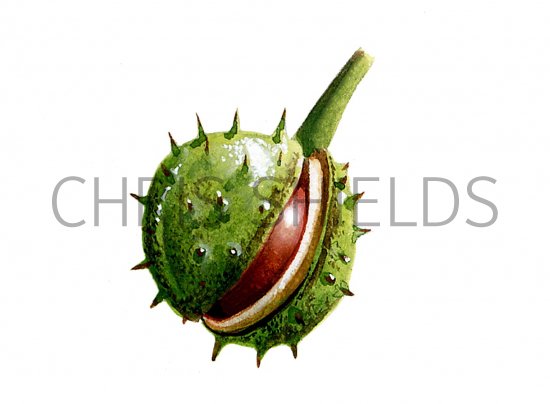 Illustration of Horse Chestnut conker (Aesculus hippocastanum) (#1019)