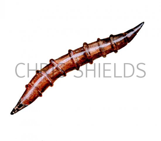 Illustration of Horsefly Larvae (#2406)