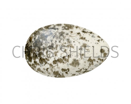 Illustration of House Sparrow egg (Passer domesticus) (#3292)