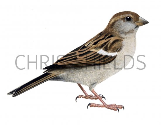 Illustration of House Sparrow juvenile (Passer domesticus) (#1201)
