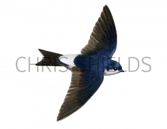 Illustration of House Martin (Delichon urbica) (#1168)