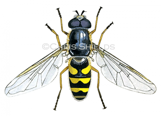 Illustration of Hoverfly (Common Banded) Syrphus ribesii (#1115)