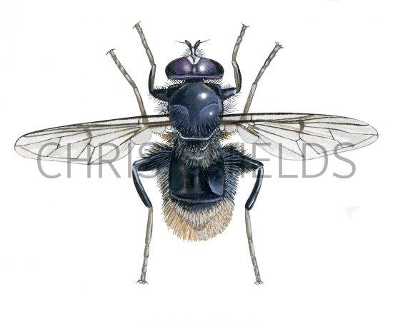 Illustration of Hoverfly (male) (Criorhina ranunculi) (#2535)