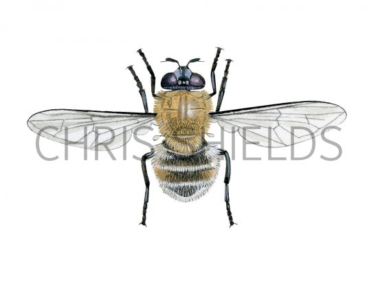 Illustration of Hoverfly (female) (Criorhina berina) (#2538)