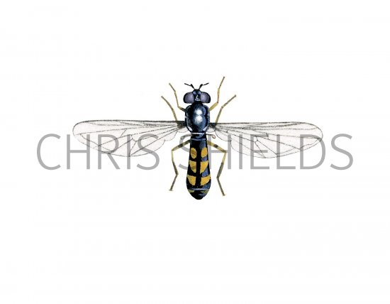 Illustration of Hoverfly (female) (Melanoctoma scalare) (#2556)
