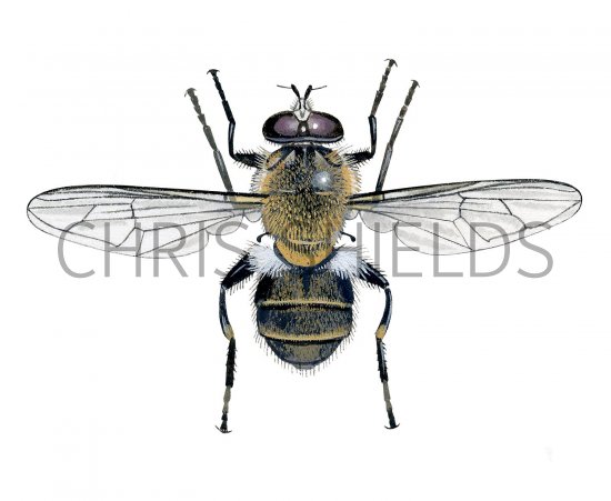 Illustration of Hoverfly (male) (Criorhina floccosa) (#2537)