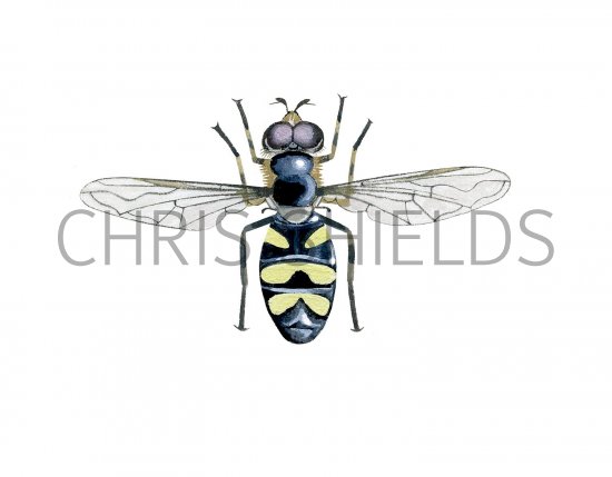 Illustration of Hoverfly (male) (Didea fusciata) (#2544)