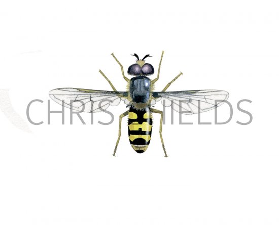 Illustration of Hoverfly (male) (Eupeodes corollae) (#2546)