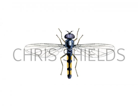 Illustration of Hoverfly (male) (Melanoctoma scalare)  (#2553)