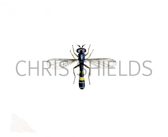 Illustration of Hoverfly (male) (Neoascia podagrica) (#2551)