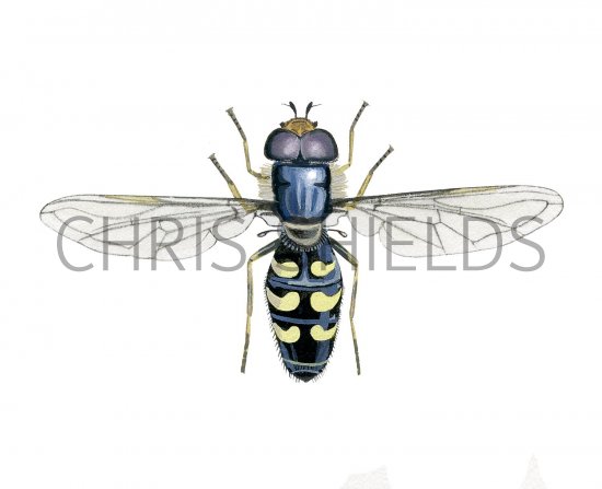 Illustration of Hoverfly (male) (Scaeva selenitiea) (#2547)