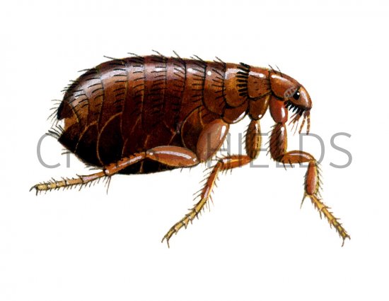 Illustration of Human Flea (Pulex irritans) (#2061)