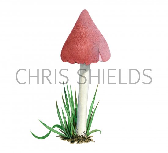 Illustration of Hygrocybe calyptaeformis (#3792)