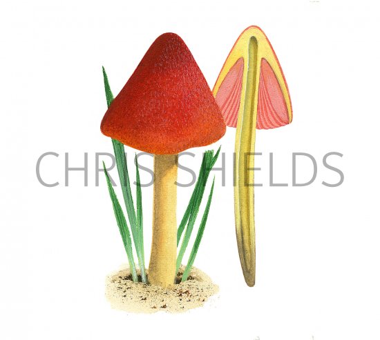 Illustration of Hygrocybe conicoides (Dune Waxcap) (#3734)