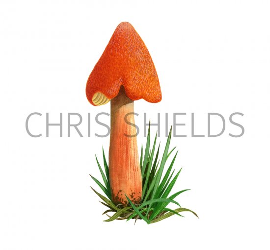 Illustration of Hygrocybe intermedia (Fibrous Waxcap) (#3798)
