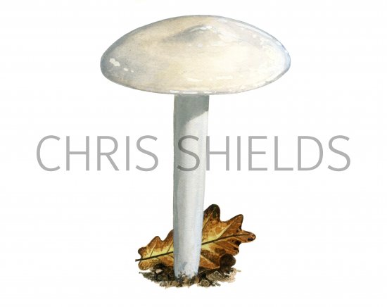 Illustration of Hygrophorus cossus (#3857)
