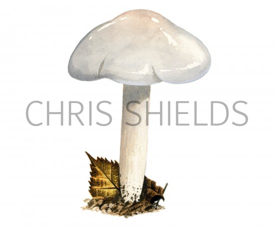 Illustration of Hygrophorus hedrychii (#3848)