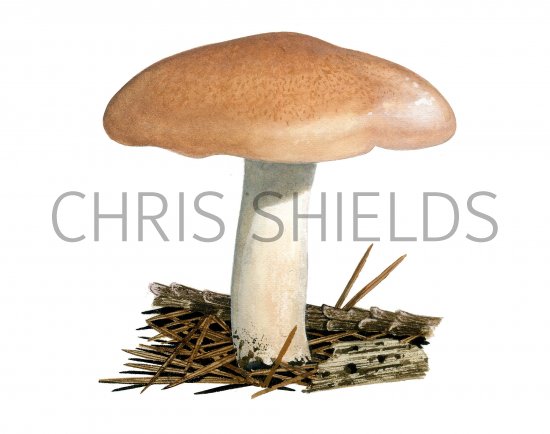 Illustration of Hygrophorus pudorinus (#3846)