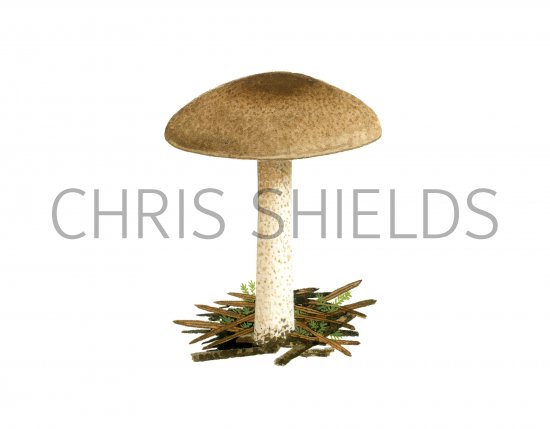Illustration of Hygrophorus pustulatus (#3836)