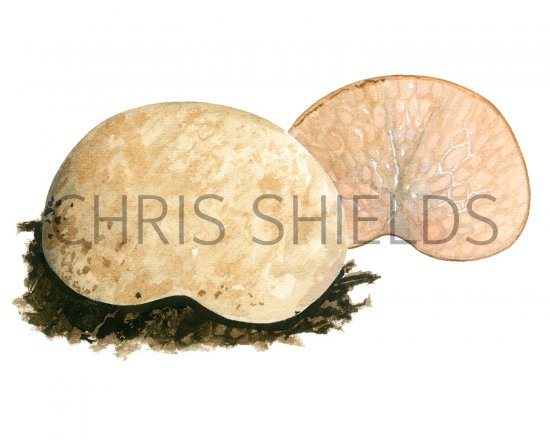 Illustration of Hysterangium nephriticum (#1998)