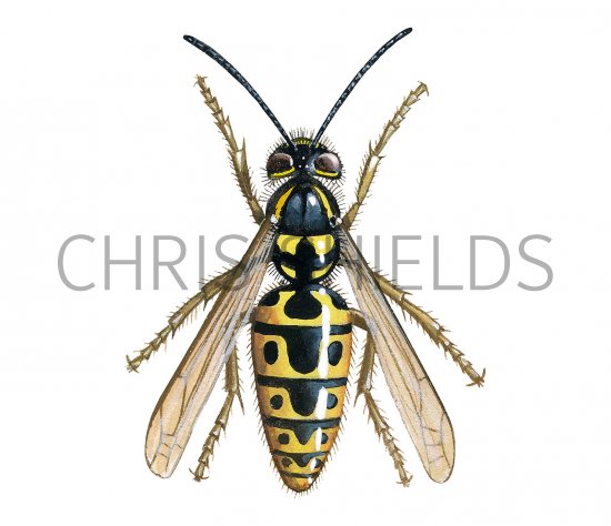 Illustration of Common Wasp (Vespula vugaris) (#2958)