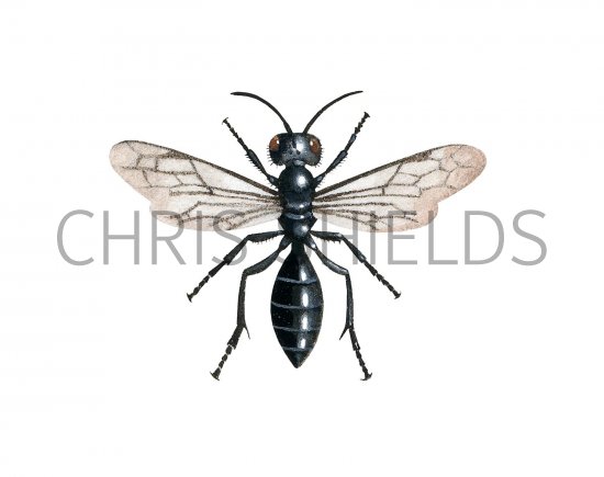 Illustration of Wasp (Pemphredon lugubris) (#3149)
