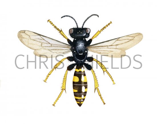 Illustration of Digger Wasp  female (Crabro cribrarius) (#3184)