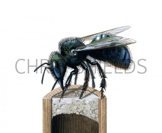 Illustration of Blue Orchard Bee (Osmia lignaria) (#3697)