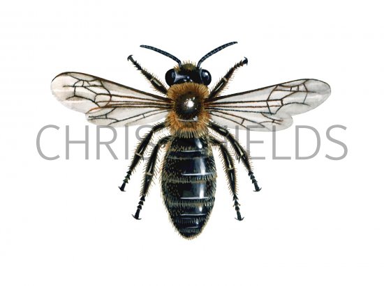 Illustration of Communal Mining Bee (Andrena carantonica) (#3212)