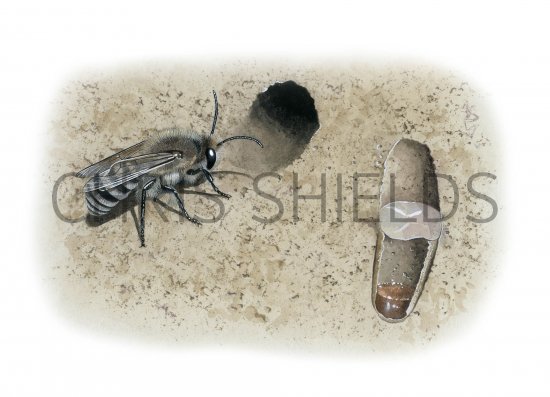 Illustration of Davies Mining Bee (Colletes daviesanus) (#3808)