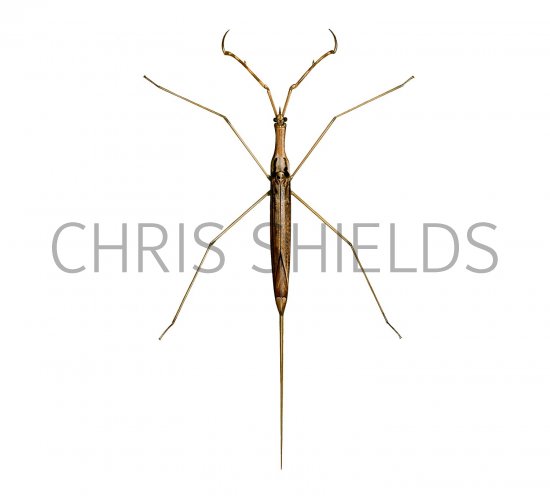 Illustration of IN003, Water Stick insect, Ranatra linearis (#3142)