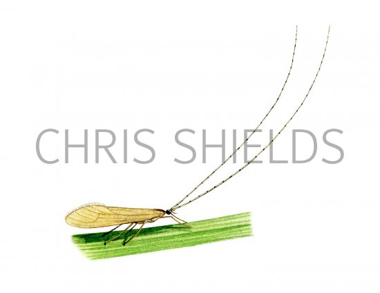 Illustration of Longhorn Caddis Fly (Oecetis) (#3124)