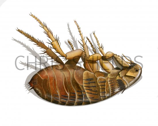 Illustration of Dead Cat Flea (Ctenocerphalides felis) (#4029)