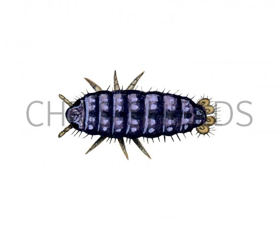 Illustration of Springtail (Neanura muscorum) (#3138)